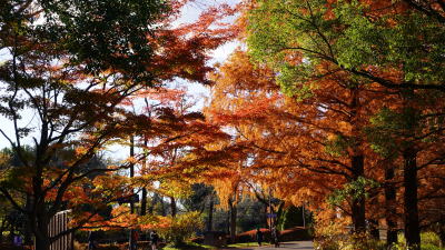 秋の昭和記念公園
